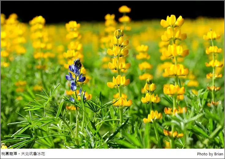 桃園龍潭戀戀魯冰花。大北坑主會場爬山走走欣賞黃色魯冰花
