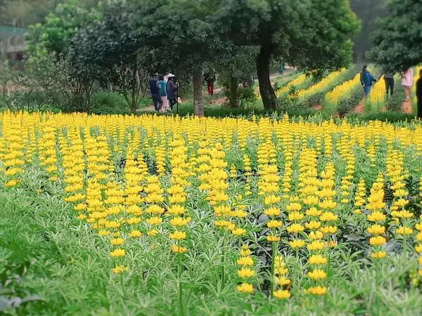 【2018戀戀魯冰花】桃園最新賞花秘境/龍潭大北坑魯冰花的故鄉/茶園美景如畫金黃色一片美極了