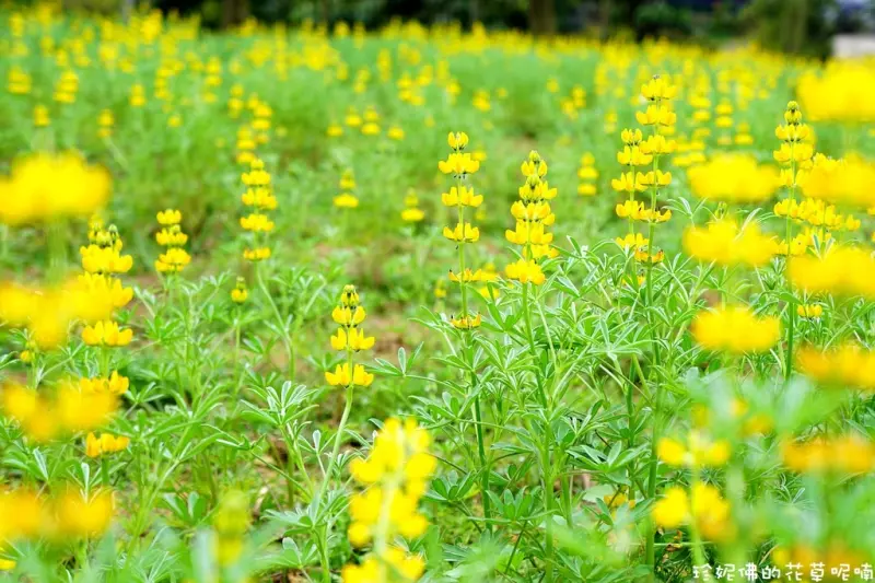 【桃園-龍潭區】「2018戀戀魯冰花」食茶賞花來龍潭尞 3/3-3/11