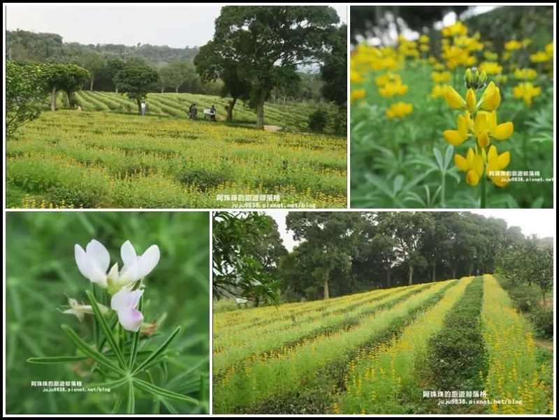桃園。龍潭大北坑2019戀戀魯冰花搶先登場