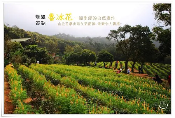 桃園龍潭 遊記|2018戀戀魯冰花 金黃色的花朵串聯,交錯在茶園梯田中盛開,一片療癒系黃金花海的風景&大北坑社區(花況107/03/03)
