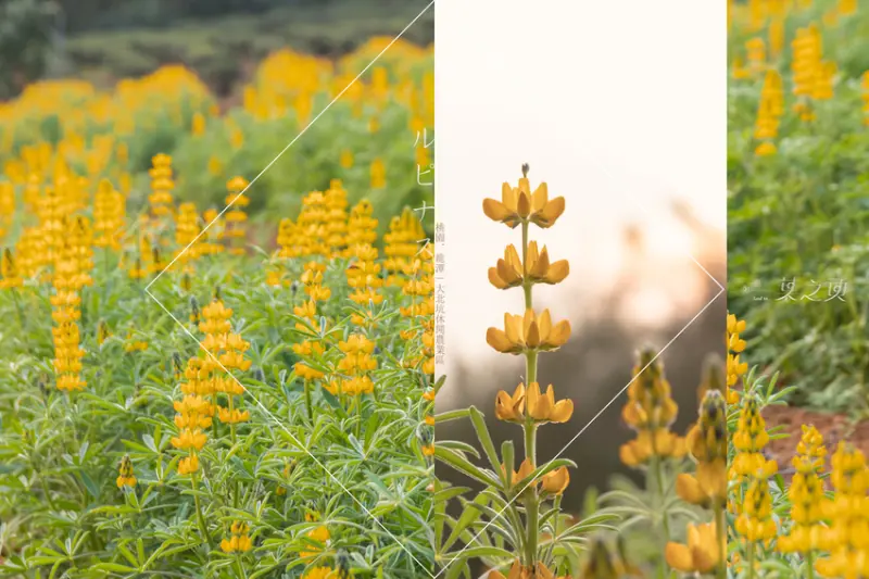 桃園龍潭戀戀魯冰花2020,夕陽餘暉下搖晃的黃澄,是預言著春天的來臨