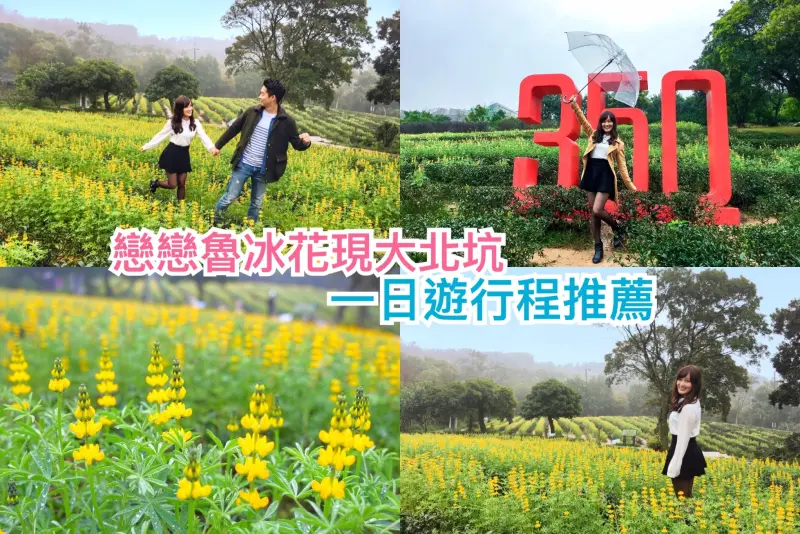 【2018戀戀魯冰花現大北坑】桃園賞花新秘境、一望無際的茶裏王茶園，推薦吃喝玩樂一日遊景點-Fun閃情旅