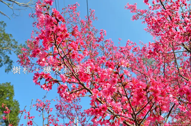 【新北。遊記】新北賞櫻秘境。樹林近郊登高望遠賞山櫻!! ─ 櫻木林步道(大同山)(2018/02/19花況：開花約六成)