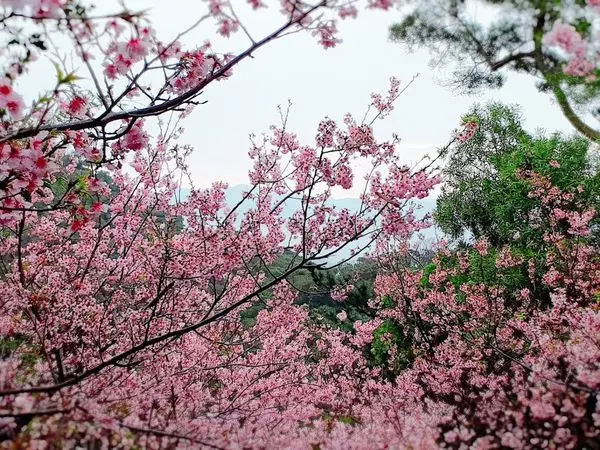【內湖碧山巖賞櫻秘境】2018台北最夯賞櫻盛地/台北內湖賞花美食半日遊(2018/2/28最新花況)