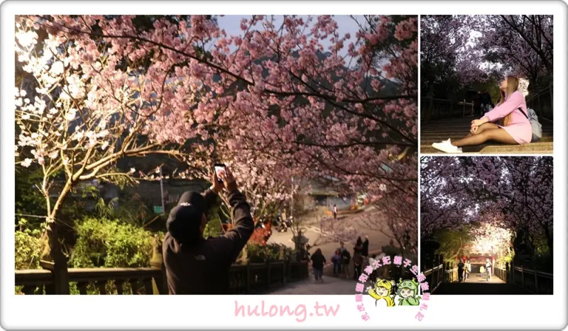 【碧山巖圓覺寺 台北櫻花】超夢幻的粉寒櫻 搭配白石湖吊橋採草莓 下午茶 內湖一日遊! - 虎虎龍龍*珍太妃