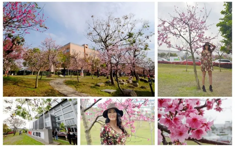 【台中。后里區】粉嫩櫻花盛開時『中科崴立櫻花公園』８０米曲徑河津櫻步道浪漫破表(花況108/02/17)