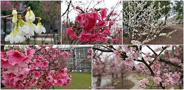 台中免費賞櫻景點/后里中科【崴立機電櫻花公園】河津櫻/吉野櫻/八重櫻/白色山櫻(櫻花盛開美景)
