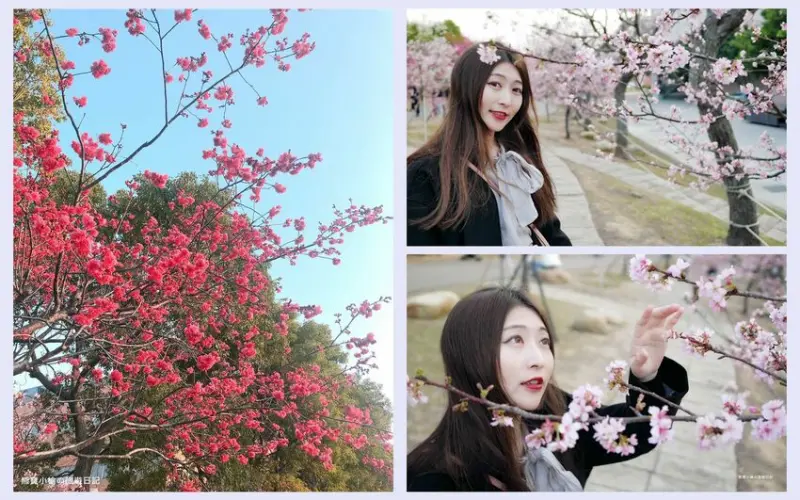【台中旅遊景點】中科崴立櫻花公園賞花去！全天候開放 💰免費參觀，台中后里賞櫻景點推薦，2021年2月份最新花況更新。 @熊寶小榆の旅遊日記
