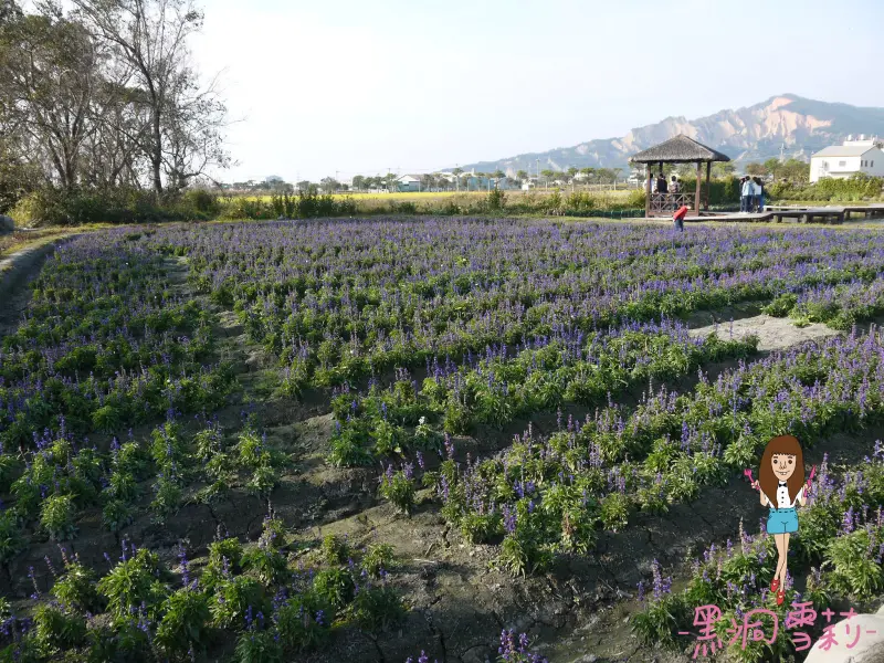 ◆台中◆ 鬱金香小花海搭配人山人海的中社觀光花市 ⊙01Feb14⊙