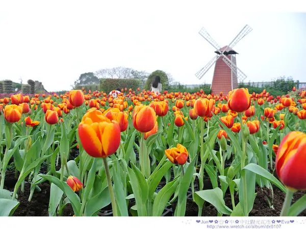 【遊記】oO。。台中　中社觀光花市　鬱金香花海　想看鬱金香不用到荷蘭，台灣就有！。o○。