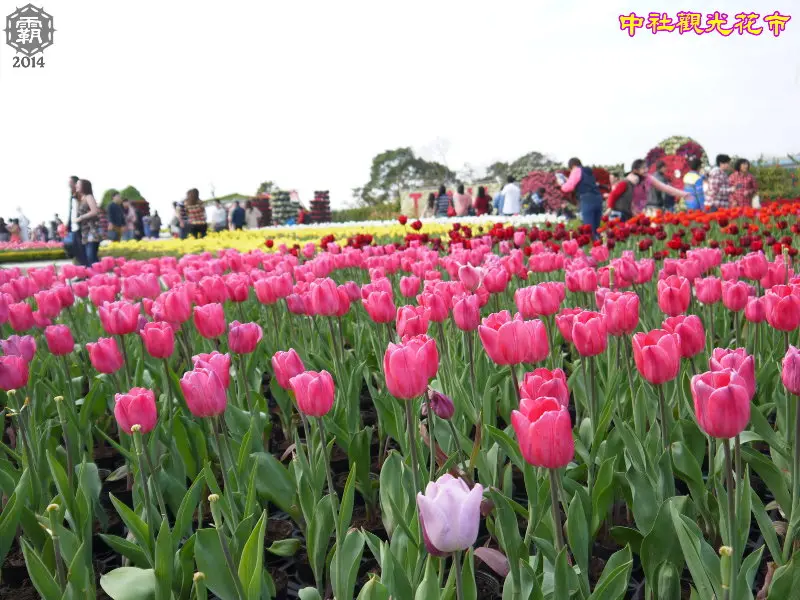 不用飛去荷蘭看鬱金香，中社觀光花市，2014鬱金香花季～