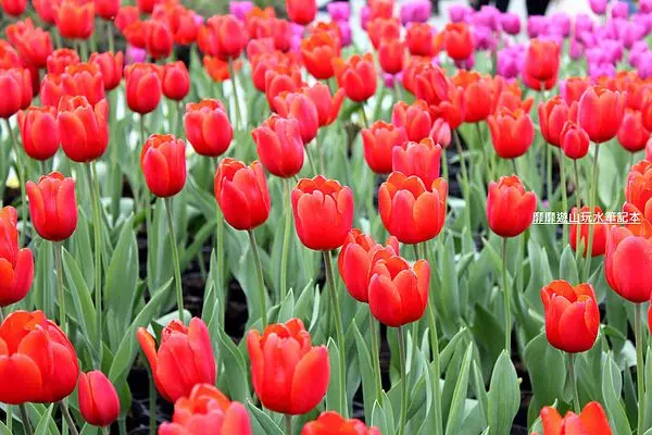 2014-2-08 台中~中社花市 鬱金香花海