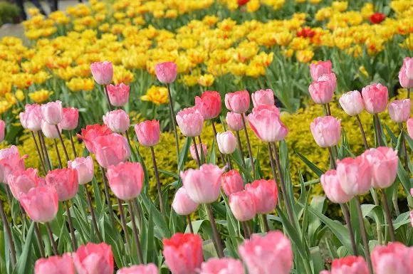 中社觀光花市~~漫步鬱金香花海，感受浪漫異國風情