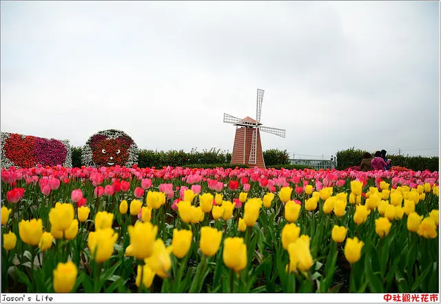 【台中│景點】鬱金香花海開跑囉，百花齊放互爭艷。中社觀光花市