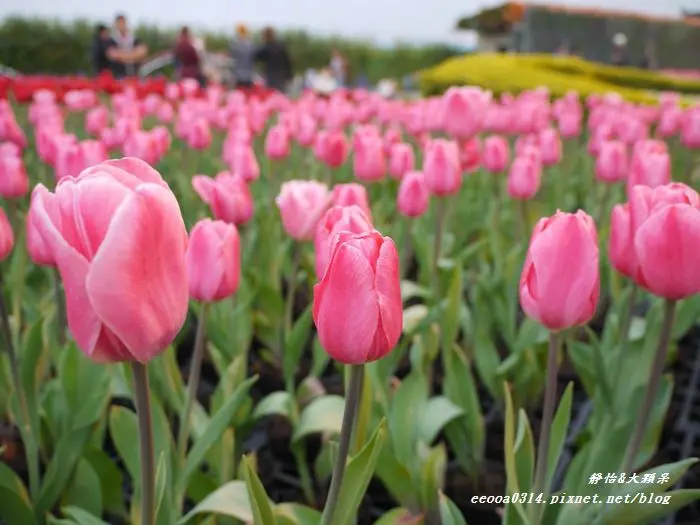 【台中后里】2014新春。大年初三♥沉浸浪漫鬱金香花海裡~中社觀光花市♥