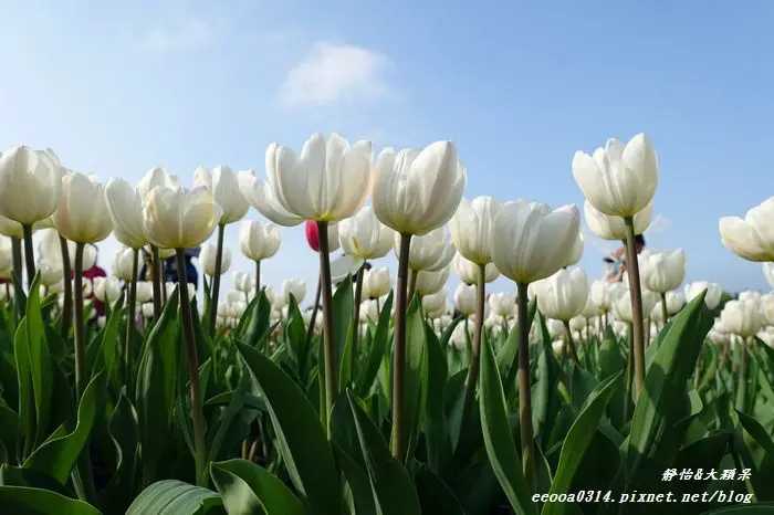 【台中景點】后里 中社觀光花市♥2015鬱金香花季 浪漫鬱金香美麗綻放
