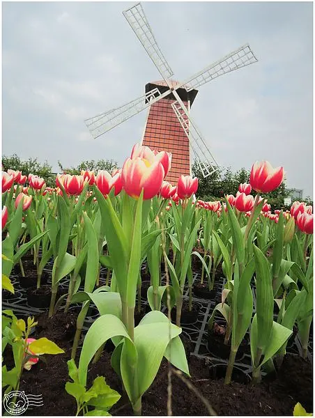 【星羽愛玩樂-台中】假日出遊小確幸，多色鬱金香花海彷彿身在國外~中社觀光花市。