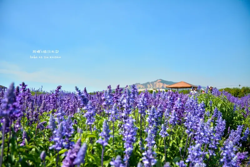 ｜台中‧后里｜中社觀光花市，百合花鼠尾草薰衣草綻放中