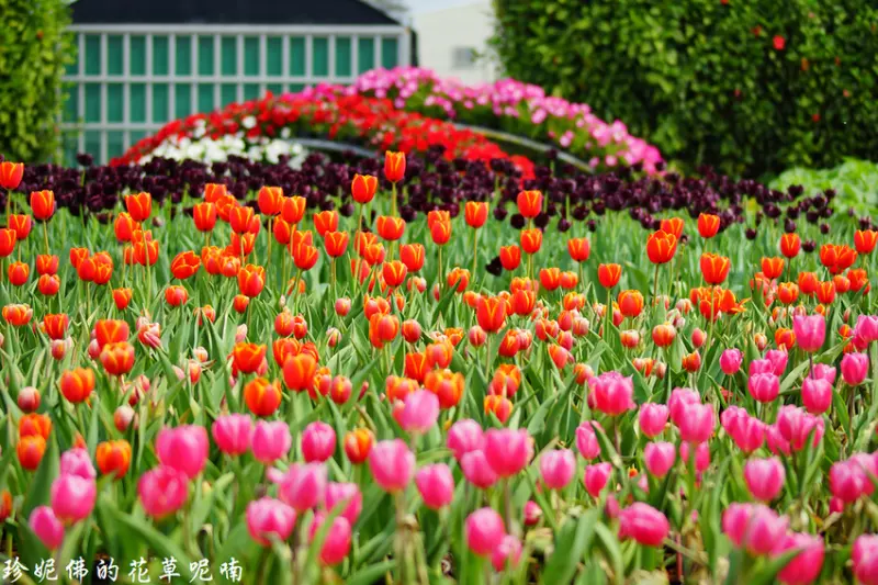 【台中-后里區】2019中社觀光花市鬱金香花季