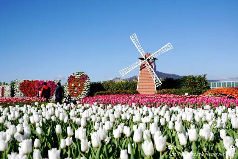 【台中-后里區】鬱金香花海嬌豔綻放♥中社觀光花市