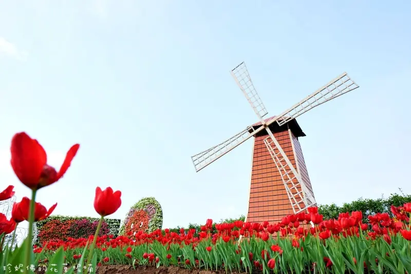 【台中-后里區】2017中社觀光花市鬱金香花季（花期至3月中旬）