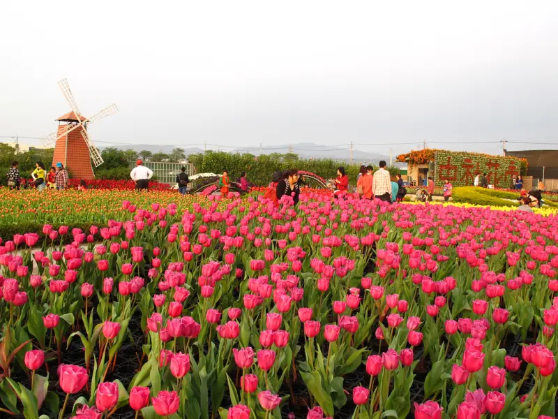140305{企七逃}后里中社觀光花市2014鬱金香季....沉醉在浪漫花海展期至三月中旬喔.....