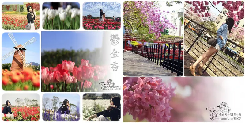【遊】中社觀光花市-鬱金香花季+宮原眼科-洋紅風鈴木隨拍