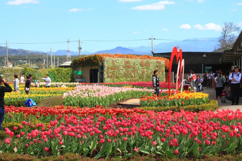 [台中]中社觀光花市花海 鬱金香花海