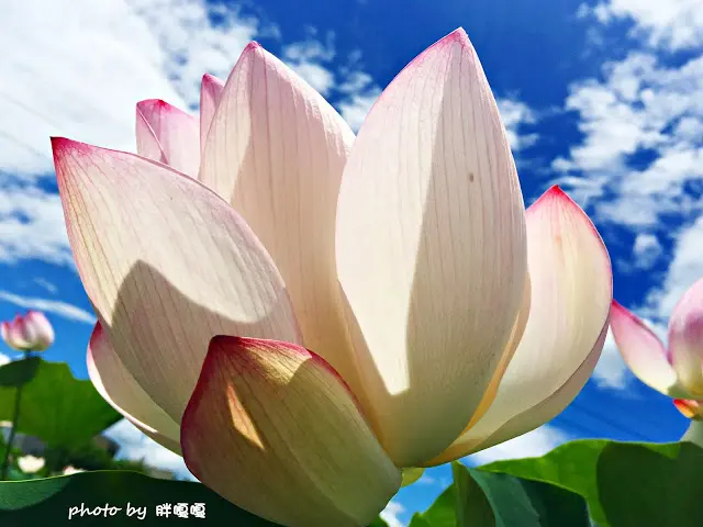 
【台中 后里】中社觀光花市＊＊夏季賞荷趣＊＊一年四季賞花好去處→半票優惠中
