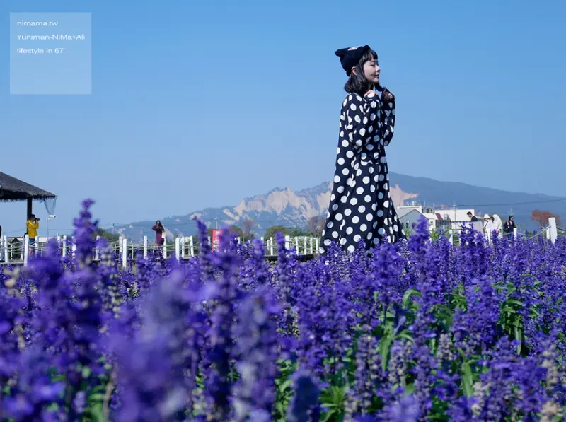 隨意拍也有滿滿花海、中社觀光花市秋冬花季、雞冠花、鼠尾草百花齊放