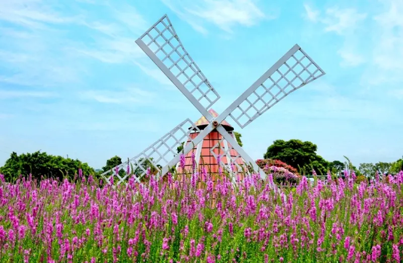 台中旅遊景點/后里中社觀光花市，一年四季都可拍照賞花打卡的好去處 - Ann‧榜哥‧生活事務所