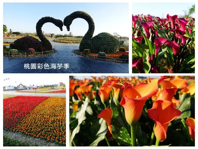 2018桃園彩色海芋季 ▶ 溪海花卉園區 ▶ 彩色海芋・浪漫主題花卉 花況・交通資訊・活動主題