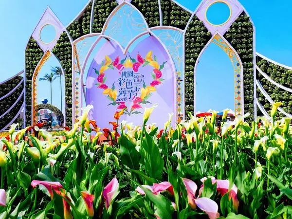 【2018桃園彩色海芋季】情人浪漫芋花園/一次欣賞5種海芋/桃園享受幸福浪漫花海節(2018/3/12最新花況)