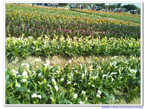 ☆桃園 2018彩色海芋季，芋見五顏六色