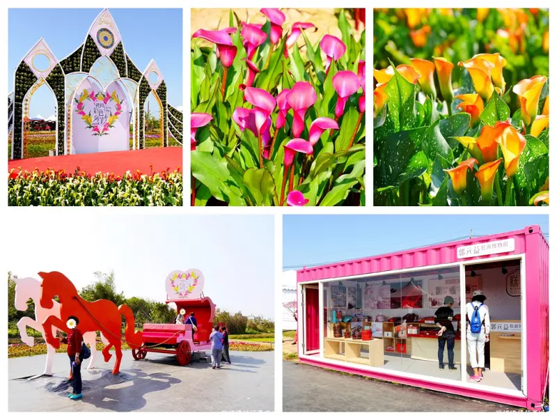 【桃園-大園區】2018桃園彩色海芋季 3/10-3/25