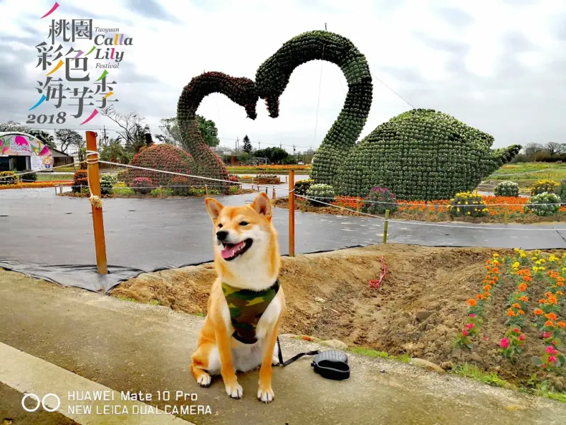【遊。桃園】2018桃園彩色海芋季〜『戀人勝地，幸福桃園』，春遊放閃趣！整片彩色海芋花海田，展區搶先看！