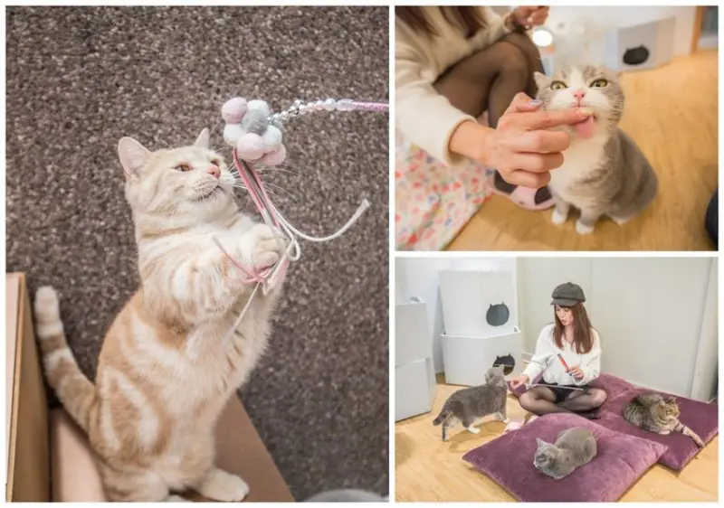 [宜蘭景點]貓的生活提案/有貓就給讚！可愛慘了！來這瘋狂吸貓、擼貓、摸貓，貓奴天堂無誤！ - 大手牽小手。玩樂趣