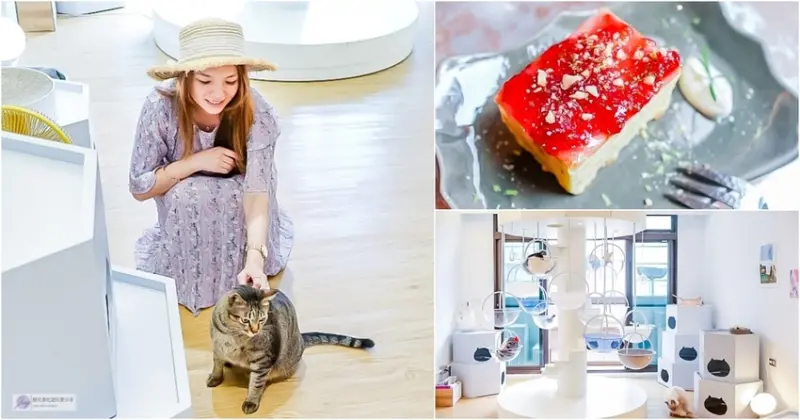 宜蘭羅東美食-貓的生活提案 Cats Day-療癒的貓咪天堂樂園不限時咖啡廳/咖啡 甜點 下午茶/鄰近羅東車站