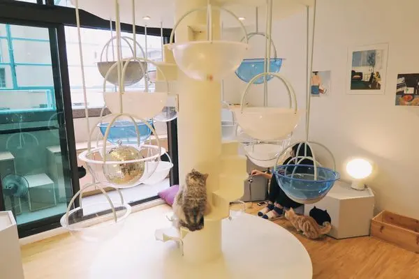 [宜蘭羅東鎮] 美食提案 X 貓的生活提案∥超療癒貓星人咖啡廳/ 貓奴聚集地/ IG熱門打卡點/ 宜蘭早午餐貓咖啡∥