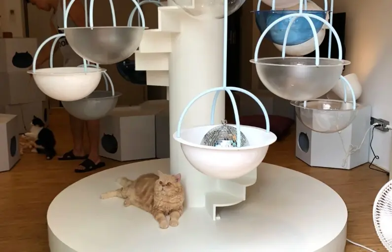 【貓的生活提案｜宜蘭羅東】貓奴看過來！這個下午就讓咪咪們療癒你吧