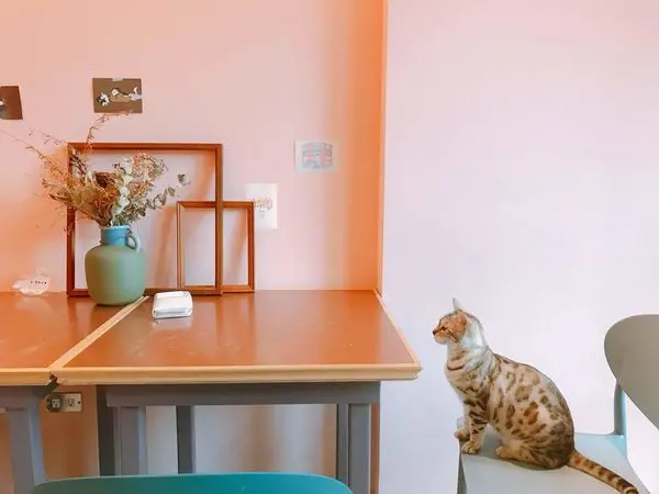 【宜蘭｜羅東美食】貓的生活提案｜貓奴尖叫吧！豪華貓咪遊樂園讓你和10隻貓咪近距離接觸~大推超在地鴨賞飯糰