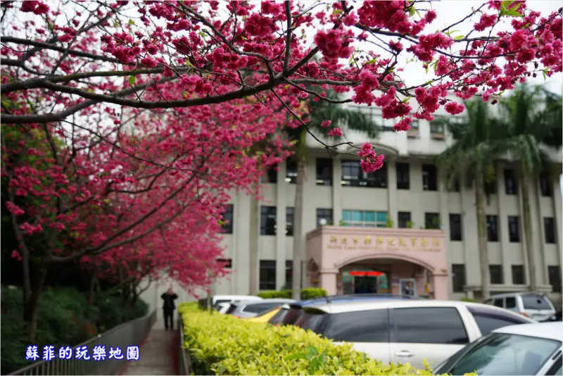 新北賞櫻。樹林地政事務所八重櫻嫣紅綻放, 順遊山佳街3D彩繪街