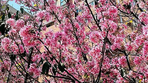 桃園巿區賞花|桃園藝文特區櫻花|南平路懶得煮客家麵食館|桃園城巿角落櫻花之美(2021/3/17最新花況)