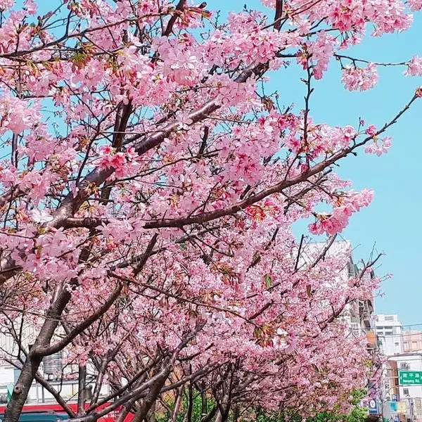 【桃園藝文特區櫻花】賞櫻快報!!寶慶里櫻花大爆開/離巿區最近櫻花街道(2018/3/12最新花況)