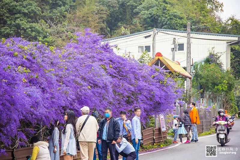  南投賞花必拍打卡點：六七一茶花園/ WalkerLand窩客島整理提供 未經許可不可轉載