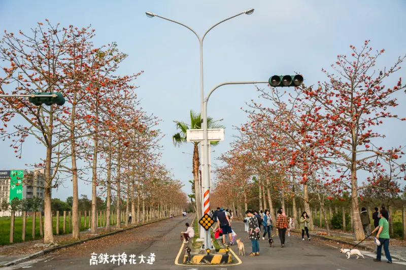 ｜台南景點｜歸仁十五路，高鐵木棉花大道 - 阿婷的旅行札記。