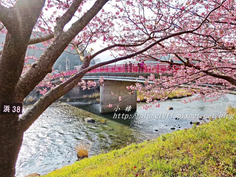 東瀛最早綻放的櫻花！ 第28回河津櫻祭 / 河津桜まつり