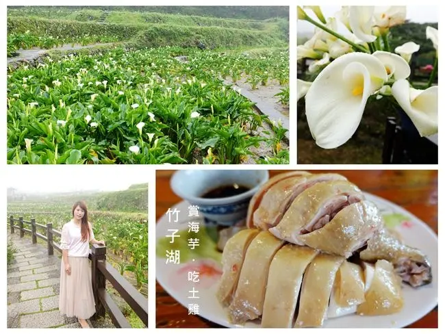 陽明山竹子湖餐廳 ▶ 吉園葡花園野菜餐廳 ▶ 2018海芋盛開了 採海芋也要來盤放山雞・炒野菜 #竹子湖餐廳推薦 #放山雞必點