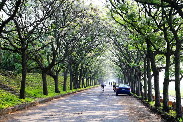 苦楝花樹隧道。芬芳氣息瀰漫。一種浪漫一種唯美正在展開